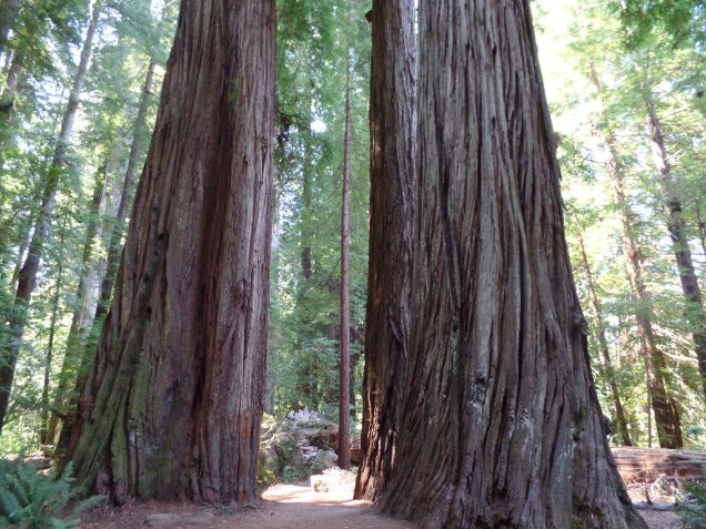 Jedediah Smith Redwoods State Park "the Stout Grove"