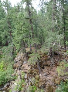 Nature's Rock Garden 杉樹長在峽谷石壁上