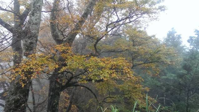 太平山 台灣山毛櫸純林